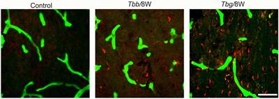 trypanosoma gambiense systematic position trypanosoma gambiense systematic position